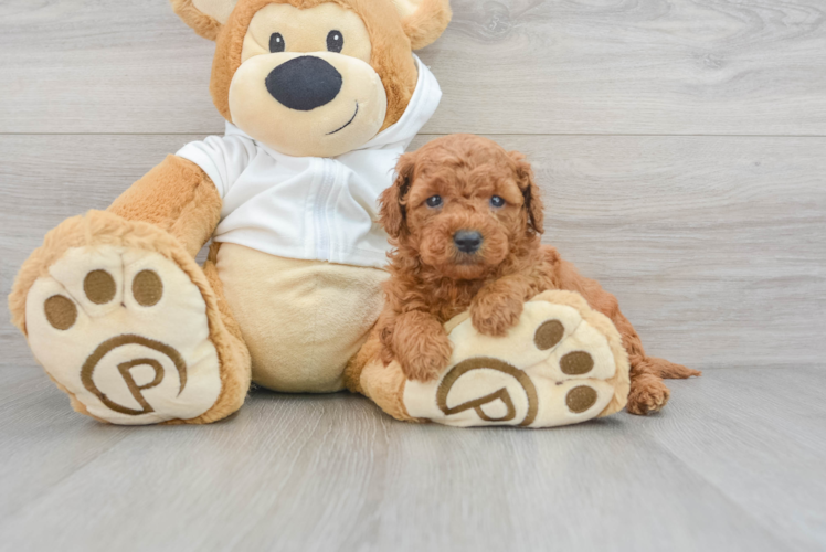 Energetic Golden Retriever Poodle Mix Puppy