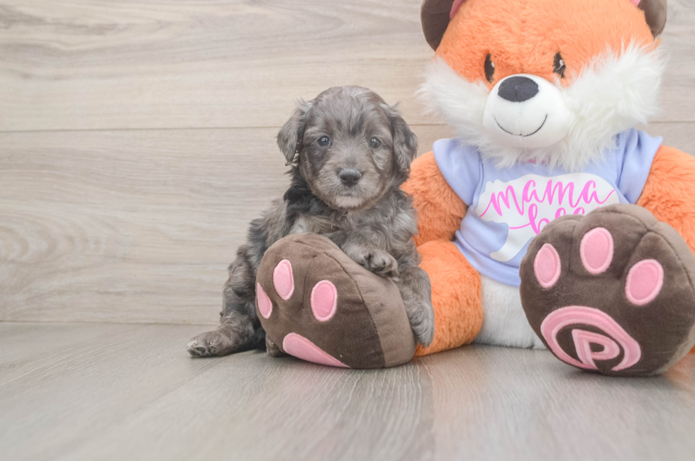 5 week old Mini Goldendoodle Puppy For Sale - Premier Pups
