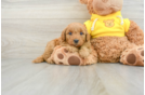 Happy Mini Goldendoodle Baby