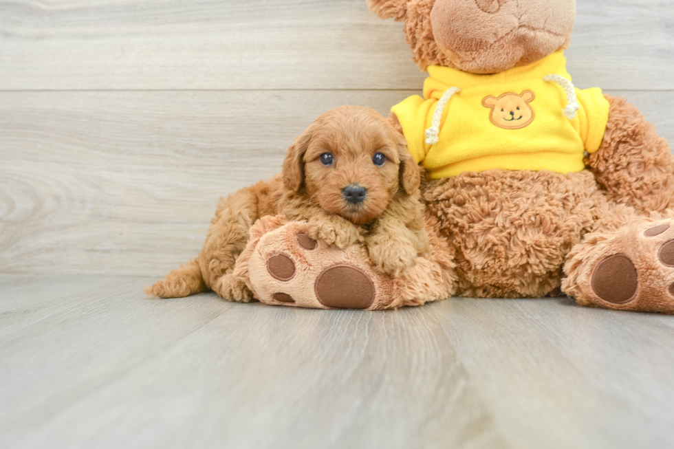 Happy Mini Goldendoodle Baby