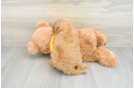 Energetic Golden Doodle Poodle Mix Puppy