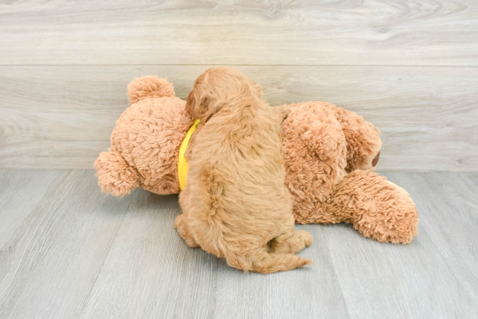 Energetic Golden Doodle Poodle Mix Puppy