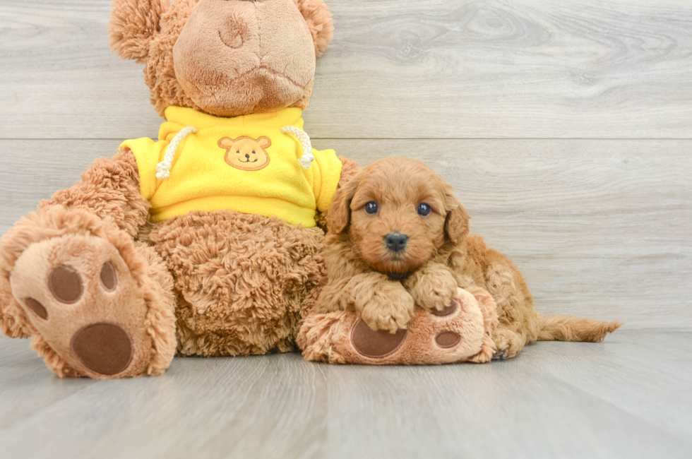 5 week old Mini Goldendoodle Puppy For Sale - Premier Pups