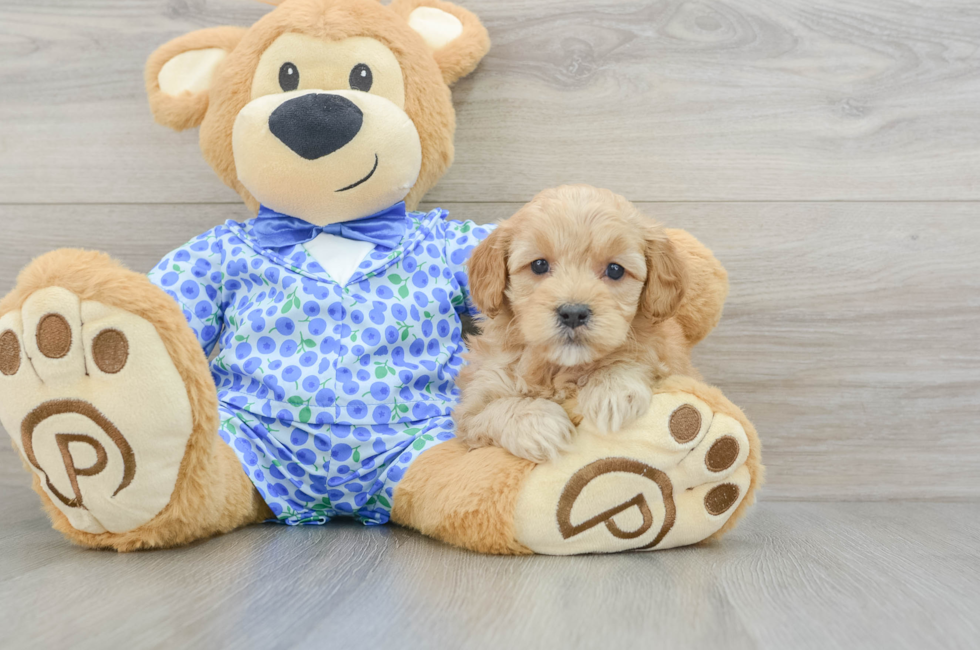 5 week old Mini Goldendoodle Puppy For Sale - Premier Pups