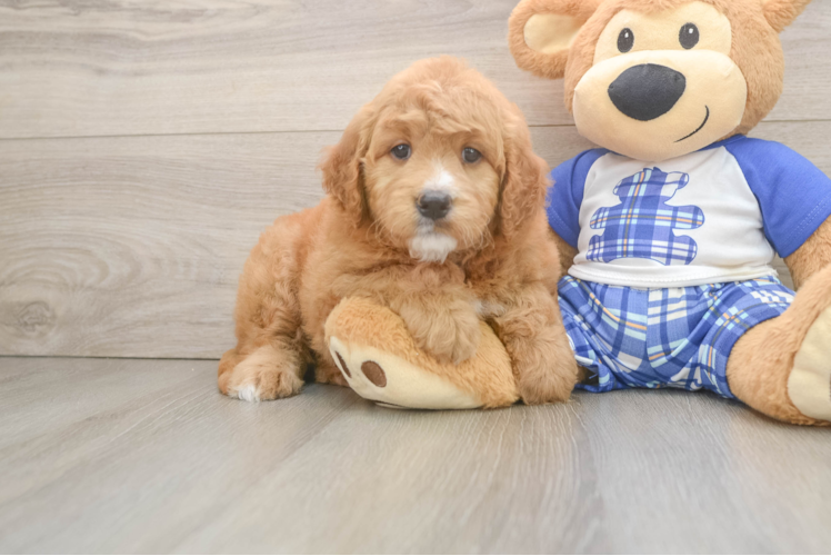Mini Goldendoodle Pup Being Cute