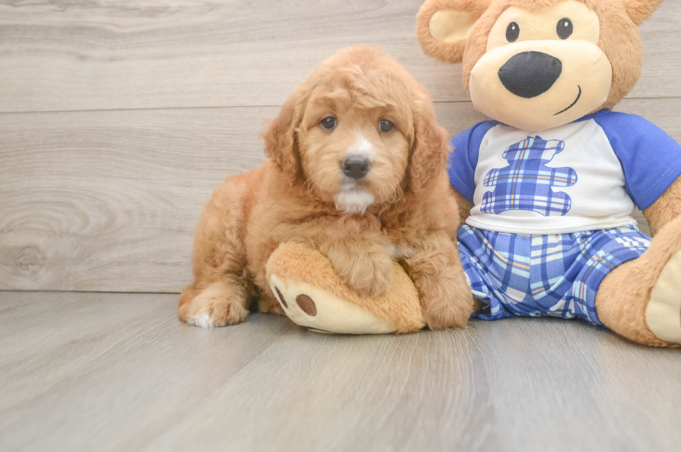 6 week old Mini Goldendoodle Puppy For Sale - Premier Pups