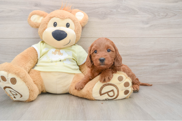 Little Mini Goldenpoo Poodle Mix Puppy