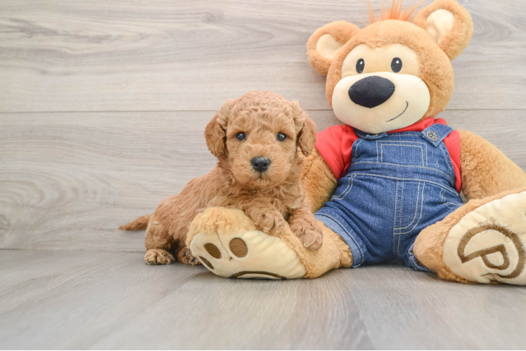 Mini Goldendoodle Pup Being Cute