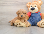 6 week old Mini Goldendoodle Puppy For Sale - Premier Pups