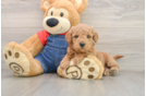 Fluffy Mini Goldendoodle Poodle Mix Pup