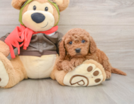 6 week old Mini Goldendoodle Puppy For Sale - Premier Pups