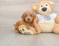 7 week old Mini Goldendoodle Puppy For Sale - Premier Pups
