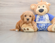 5 week old Mini Goldendoodle Puppy For Sale - Premier Pups