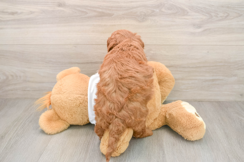 Mini Goldendoodle Puppy for Adoption
