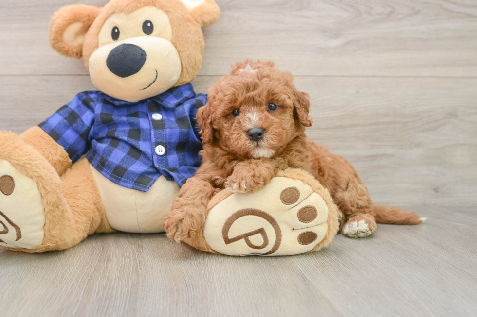 Mini Goldendoodle Puppy for Adoption