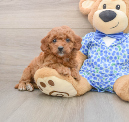 7 week old Mini Goldendoodle Puppy For Sale - Premier Pups