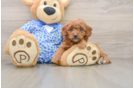 Mini Goldendoodle Pup Being Cute