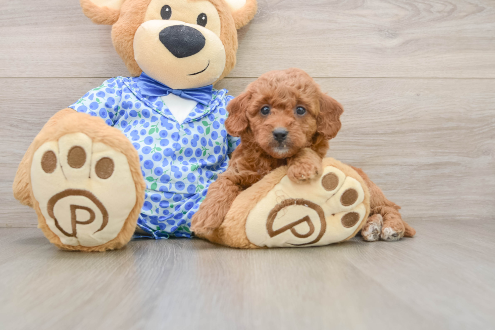 Mini Goldendoodle Pup Being Cute