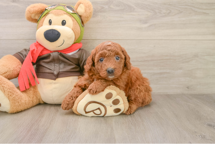 Mini Goldendoodle Pup Being Cute