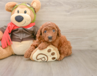 7 week old Mini Goldendoodle Puppy For Sale - Premier Pups