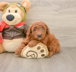 7 week old Mini Goldendoodle Puppy For Sale - Premier Pups
