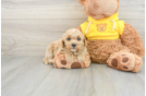 Mini Goldendoodle Puppy for Adoption