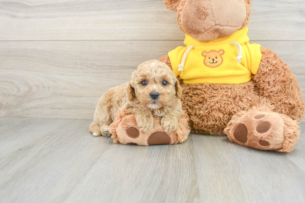 Mini Goldendoodle Puppy for Adoption