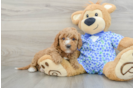 Best Mini Goldendoodle Baby