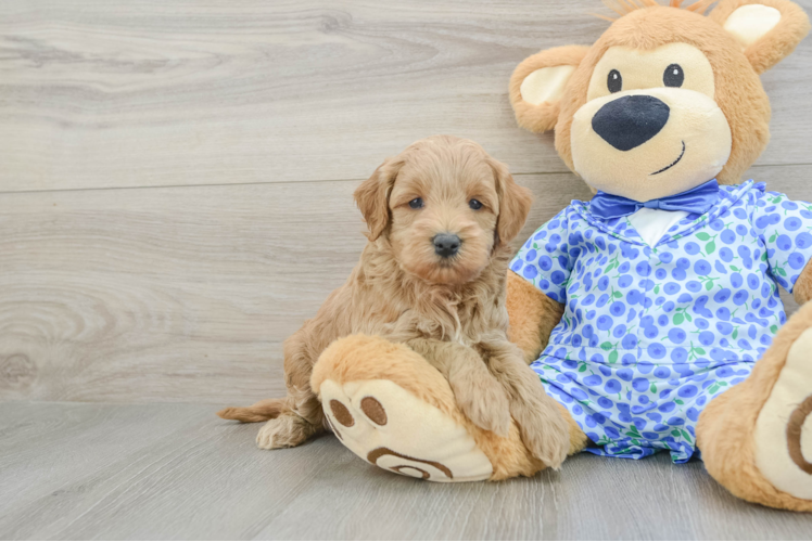Best Mini Goldendoodle Baby