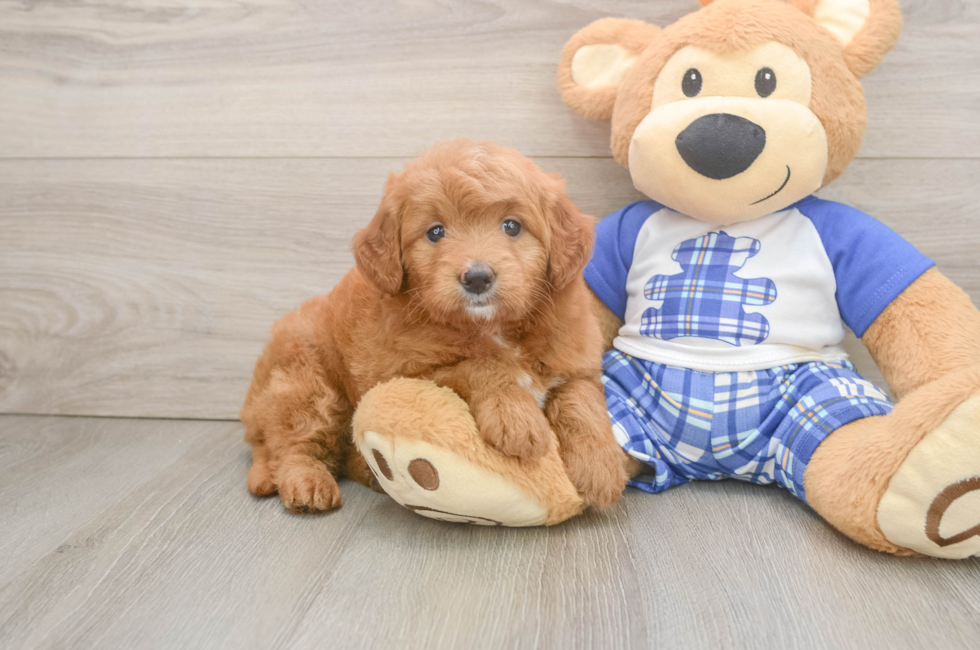 6 week old Mini Goldendoodle Puppy For Sale - Premier Pups