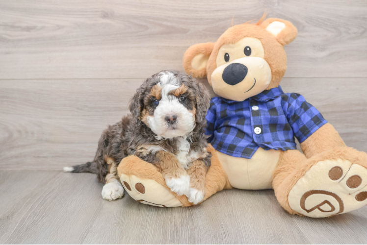 Little Mini Goldenpoo Poodle Mix Puppy