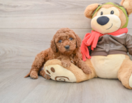 6 week old Mini Goldendoodle Puppy For Sale - Premier Pups