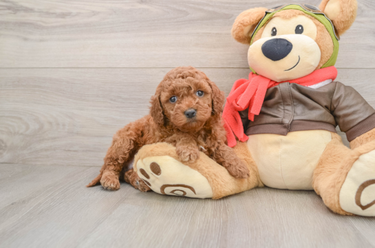 Mini Goldendoodle Pup Being Cute