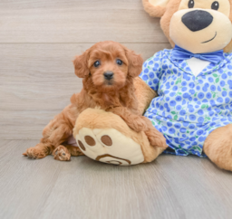 7 week old Mini Goldendoodle Puppy For Sale - Premier Pups