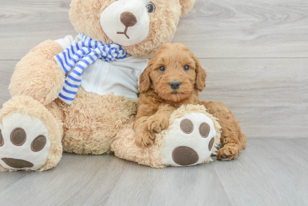 Popular Mini Goldendoodle Poodle Mix Pup