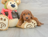 9 week old Mini Goldendoodle Puppy For Sale - Premier Pups