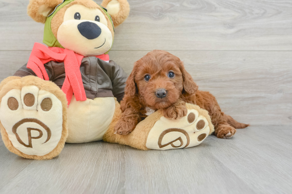 6 week old Mini Goldendoodle Puppy For Sale - Premier Pups