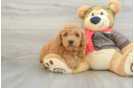 Mini Goldendoodle Pup Being Cute