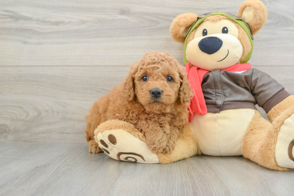 Mini Goldendoodle Pup Being Cute