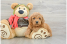 Sweet Mini Goldendoodle Baby