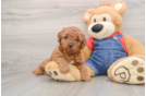 Friendly Mini Goldendoodle Baby