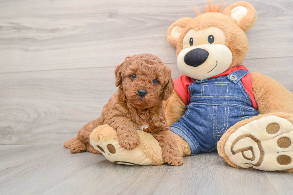 Friendly Mini Goldendoodle Baby