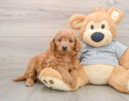 7 week old Mini Goldendoodle Puppy For Sale - Premier Pups