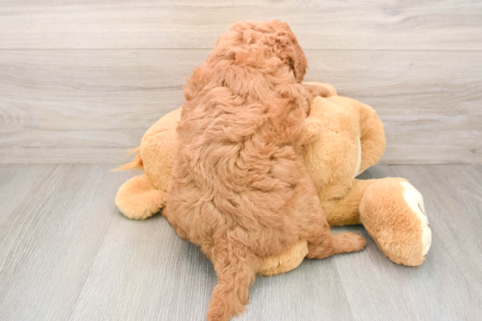 Playful Mini Groodle Poodle Mix Puppy