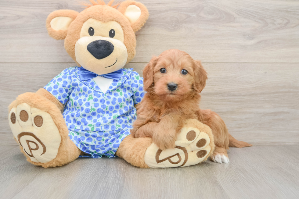 Hypoallergenic Mini Goldiepoo Poodle Mix Puppy