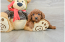 Friendly Mini Goldendoodle Baby