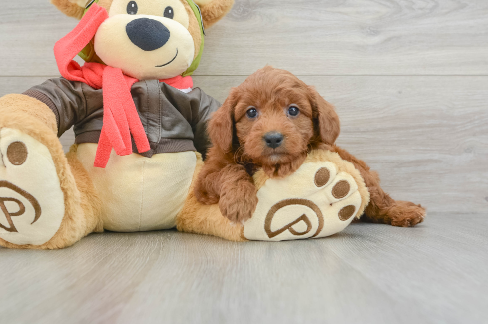 6 week old Mini Goldendoodle Puppy For Sale - Premier Pups