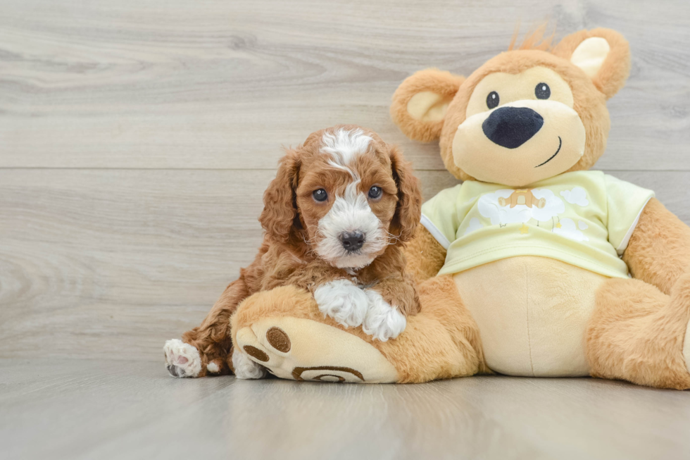 Funny Mini Goldendoodle Poodle Mix Pup