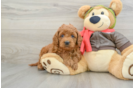 Happy Mini Goldendoodle Baby