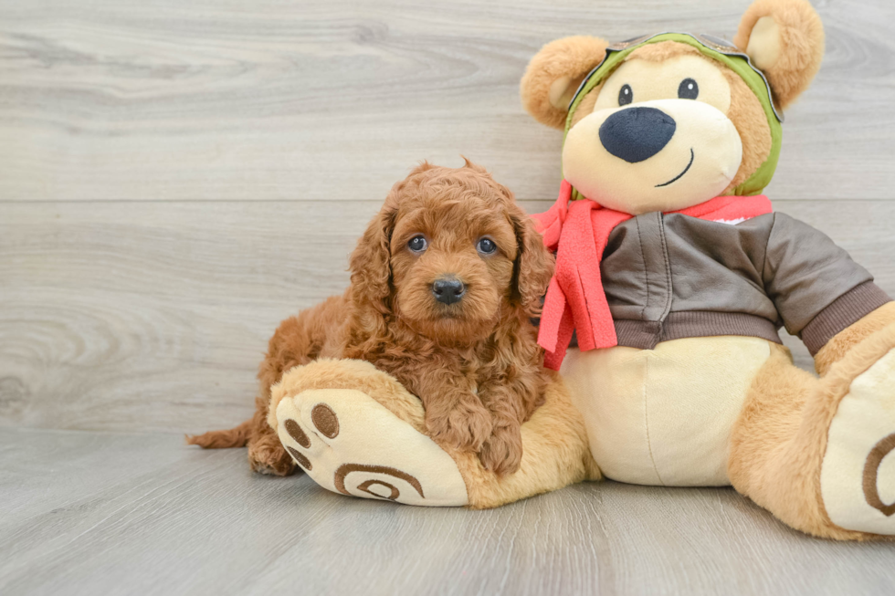 Happy Mini Goldendoodle Baby